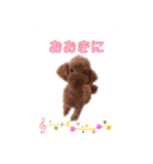 トイプードルのホタルくん（個別スタンプ：26）