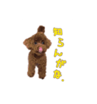 トイプードルのホタルくん（個別スタンプ：27）