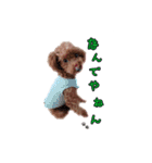 トイプードルのホタルくん（個別スタンプ：28）