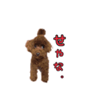 トイプードルのホタルくん（個別スタンプ：31）