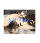 もずく家のニャンズ（個別スタンプ：2）