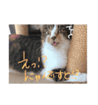 もずく家のニャンズ（個別スタンプ：5）