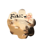 もずく家のニャンズ（個別スタンプ：7）