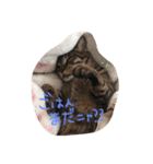 もずく家のニャンズ（個別スタンプ：11）