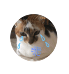 もずく家のニャンズ（個別スタンプ：18）