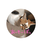 もずく家のニャンズ（個別スタンプ：21）