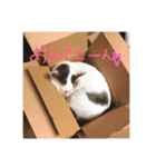 もずく家のニャンズ（個別スタンプ：23）