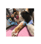 もずく家のニャンズ（個別スタンプ：24）