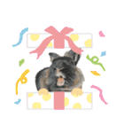 うさぎ リアル rirapiripaku2（個別スタンプ：1）