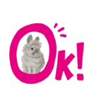 うさぎ リアル rirapiripaku2（個別スタンプ：2）