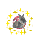 うさぎ リアル rirapiripaku2（個別スタンプ：7）