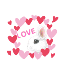 うさぎ リアル rirapiripaku2（個別スタンプ：23）