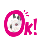 うさぎ リアル rirapiripaku2（個別スタンプ：27）