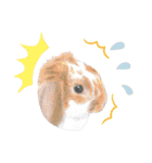 うさぎ リアル rirapiripaku2（個別スタンプ：33）