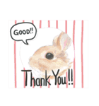 うさぎ リアル rirapiripaku2（個別スタンプ：37）
