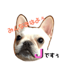 辛口！ぶさかわフレブル犬Jちゃん！（個別スタンプ：1）