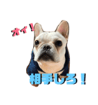辛口！ぶさかわフレブル犬Jちゃん！（個別スタンプ：2）