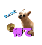 辛口！ぶさかわフレブル犬Jちゃん！（個別スタンプ：5）