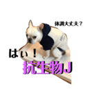 辛口！ぶさかわフレブル犬Jちゃん！（個別スタンプ：6）