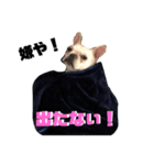 辛口！ぶさかわフレブル犬Jちゃん！（個別スタンプ：7）