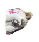 ぽっちゃり白柴のさくらちゃん（個別スタンプ：3）