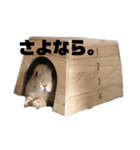 うさぎで世界征服1（個別スタンプ：6）