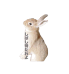 うさぎで世界征服1（個別スタンプ：11）
