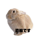 うさぎで世界征服1（個別スタンプ：14）