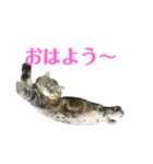 エキゾのミーナ（個別スタンプ：2）