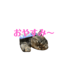 エキゾのミーナ（個別スタンプ：3）