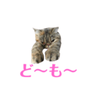 エキゾのミーナ（個別スタンプ：4）