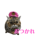 エキゾのミーナ（個別スタンプ：5）