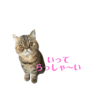 エキゾのミーナ（個別スタンプ：7）