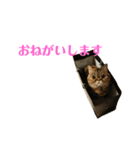 エキゾのミーナ（個別スタンプ：10）