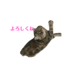 エキゾのミーナ（個別スタンプ：11）