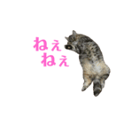 エキゾのミーナ（個別スタンプ：12）