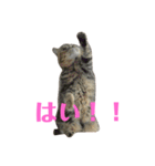 エキゾのミーナ（個別スタンプ：13）