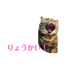 エキゾのミーナ（個別スタンプ：15）