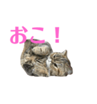 エキゾのミーナ（個別スタンプ：16）