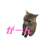 エキゾのミーナ（個別スタンプ：19）