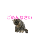 エキゾのミーナ（個別スタンプ：20）