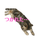 エキゾのミーナ（個別スタンプ：22）