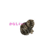 エキゾのミーナ（個別スタンプ：23）