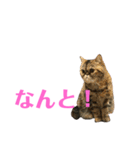 エキゾのミーナ（個別スタンプ：25）