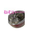 エキゾのミーナ（個別スタンプ：27）