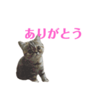 エキゾのミーナ（個別スタンプ：28）