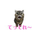 エキゾのミーナ（個別スタンプ：29）