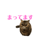 エキゾのミーナ（個別スタンプ：30）