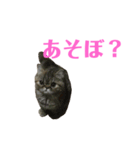 エキゾのミーナ（個別スタンプ：31）
