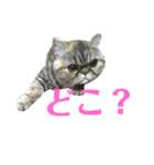 エキゾのミーナ（個別スタンプ：34）